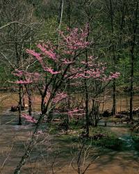 228-First-buds-open