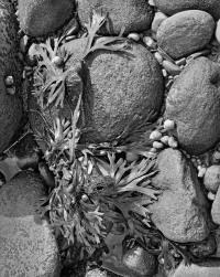 233-Dancing-Snails-rotated