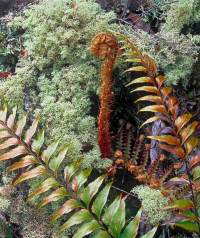234-Native-plants