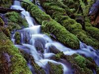 236-Cascade-with-ferns