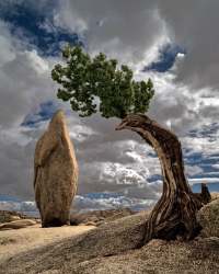 239-Tree-and-Monolith