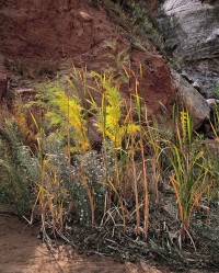 90-The-Little-Garden